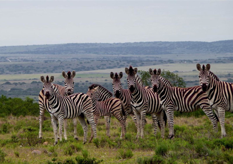 Ikwanitsha Lodge, Paterson, South Africa