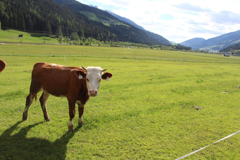 Hofgartnerhof, Strassen, Austria