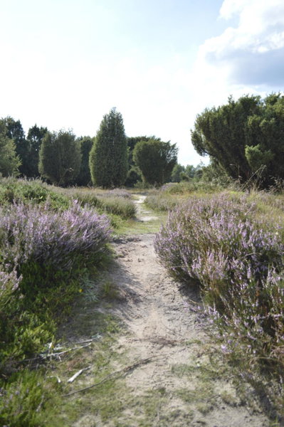 rikobravo, Meppen, The Netherlands