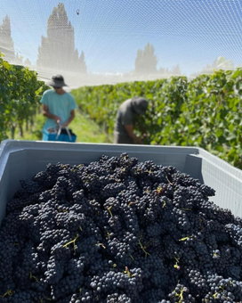 'The Crib' on Legacy Vineyard, Alexandra, New Zealand