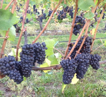 'The Crib' on Legacy Vineyard, Alexandra, New Zealand