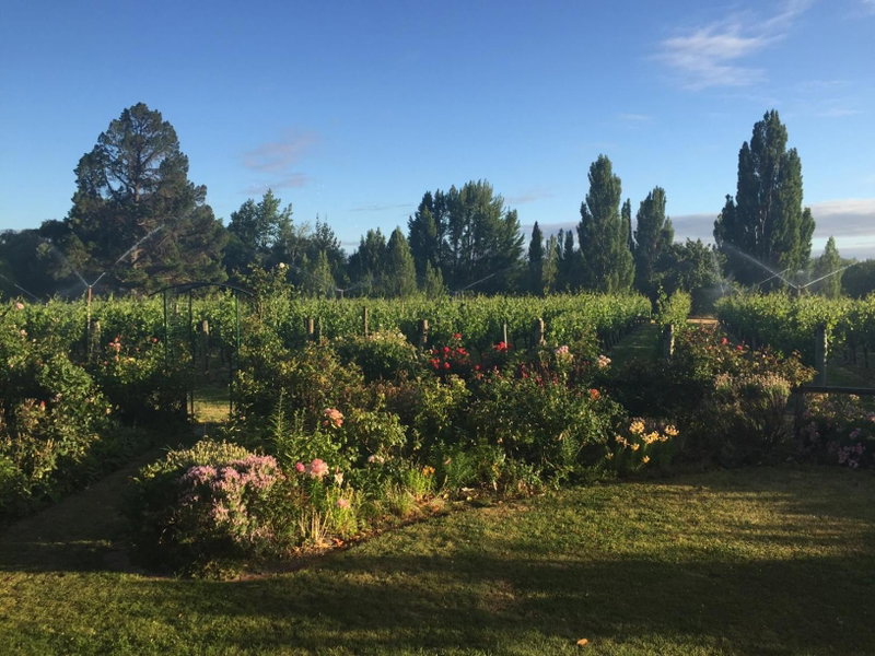 'The Crib' on Legacy Vineyard, Alexandra, New Zealand