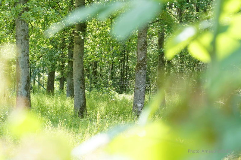 Le jardin des Biches, Somme-Leuze, Belgium