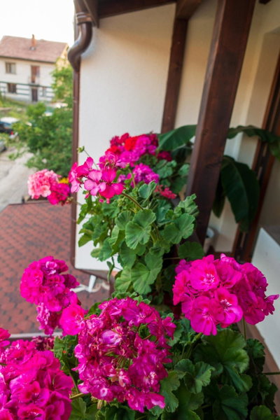 Guest House Markovi, Govedartsi, Bulgaria