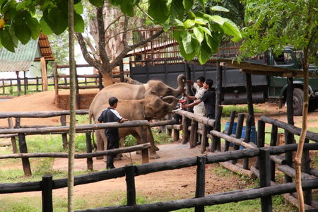 Nil Diya Mankada Safari Lodge, Udawalawe, Sri Lanka