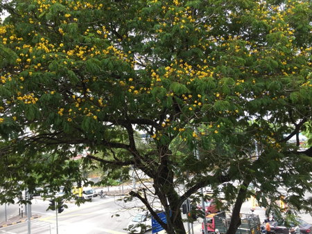 Macallum Budget Muslim Homestay, George Town, Malaysia