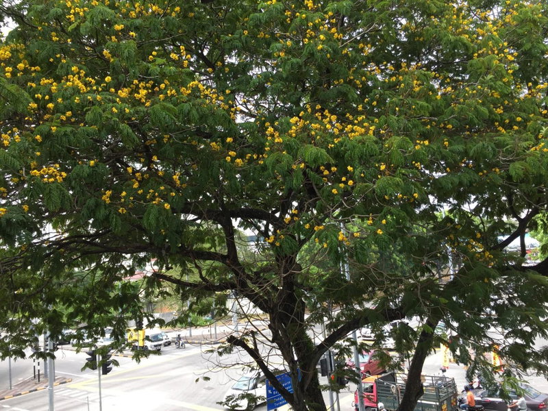 Macallum Budget Muslim Homestay, George Town, Malaysia