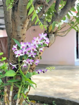 Soda Resort, Kamphaeng Phet, Thailand