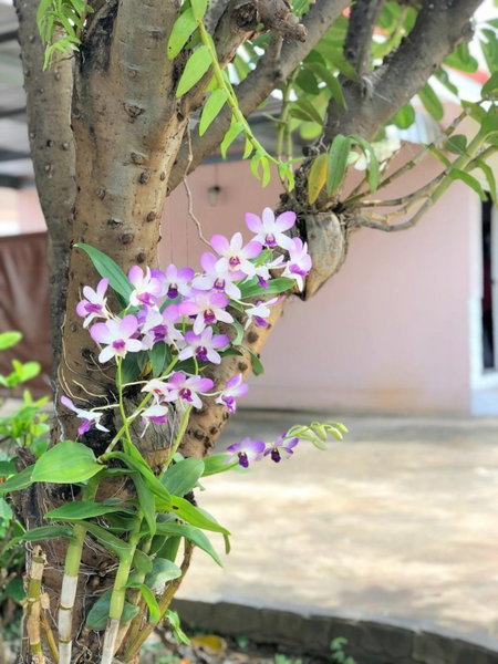 Soda Resort, Kamphaeng Phet, Thailand