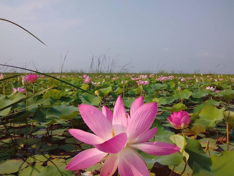 Lungcha Homestay, Sam Roi Yot, Thailand
