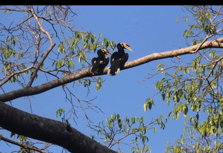 Pakchong hostel & wildlife tour, Pak Chong, Thailand