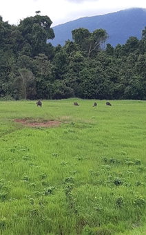 Pakchong hostel & wildlife tour, Pak Chong, Thailand