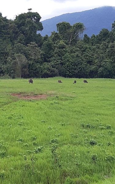 Pakchong hostel & wildlife tour, Pak Chong, Thailand