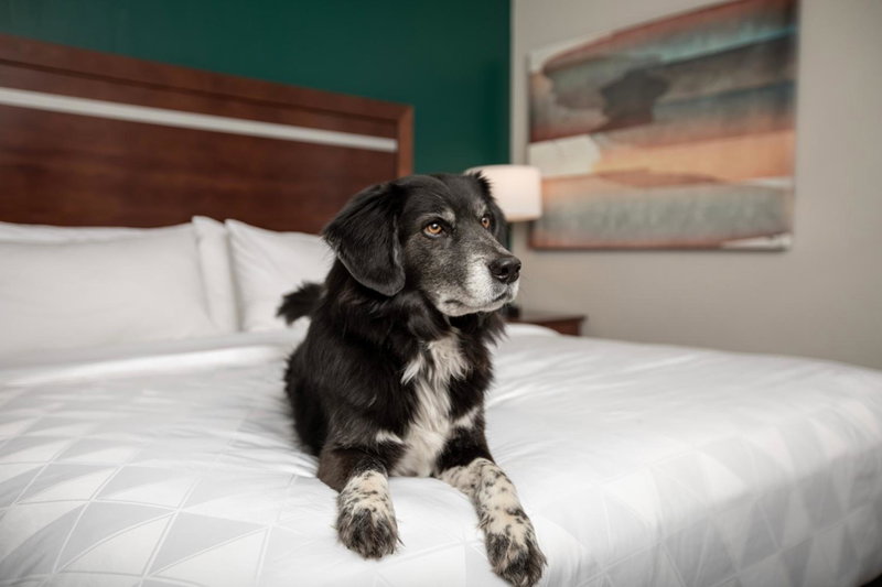 Holiday Inn & Suites Durango Downtown by IHG, Durango, United States