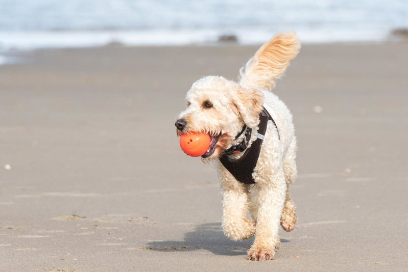 Holiday Inn Express Hilton Head Island by IHG, Hilton Head Island, United States