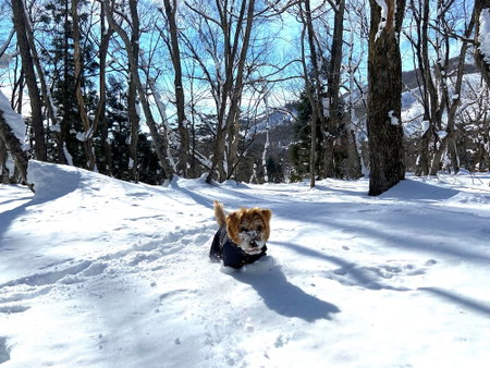 Hakuba Powder Mountain, Hakuba, Japan