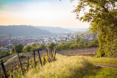 Weingut Leininger Ferienwohnungen, Eibelstadt, Germany