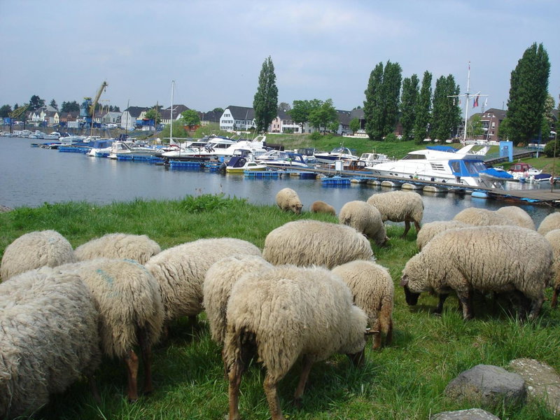 Rhein River Guesthouse - direkt am Rhein, Leverkusen, Germany