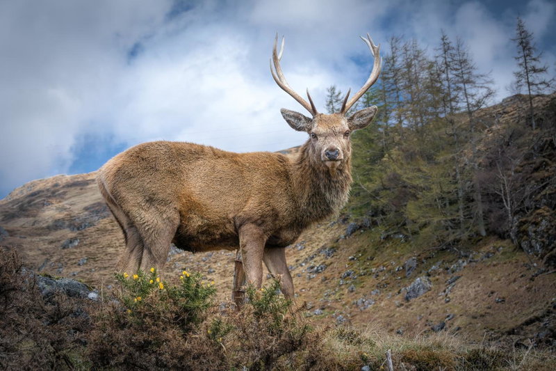 Lann Dearg Studios, Invermoriston, United Kingdom