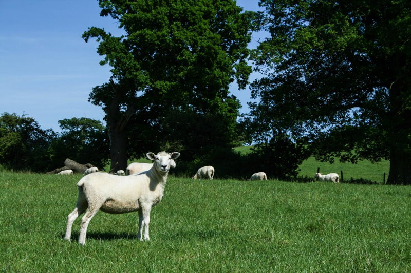Old Selden Farm B&B, Worthing, United Kingdom