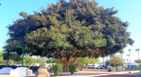 Hyde Park Lane, Puerto del Carmen, Spain