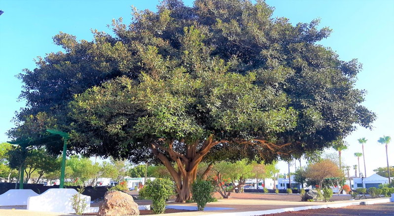 Hyde Park Lane, Puerto del Carmen, Spain