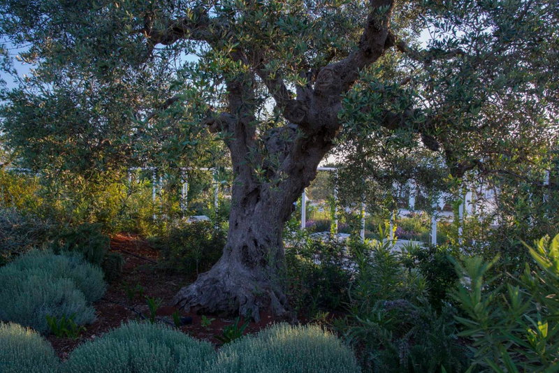 Tenuta del Lauro, Locorotondo, Italy