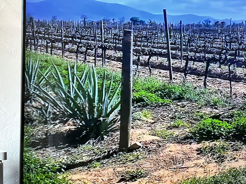 Ecovino Valle de Guadalupe, Valle de Guadalupe, Mexico