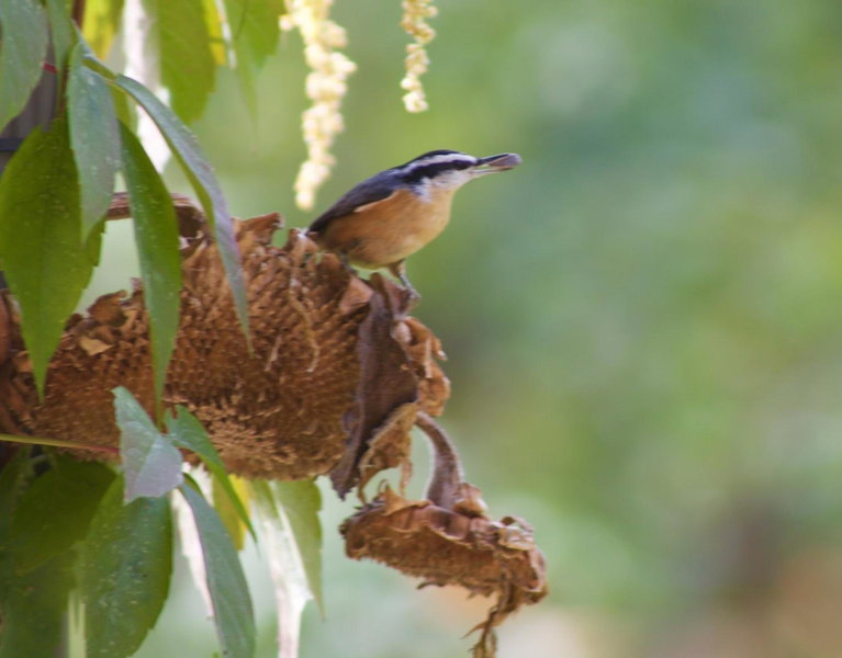 Windborne Bed & Breakfast, Castlegar, Canada