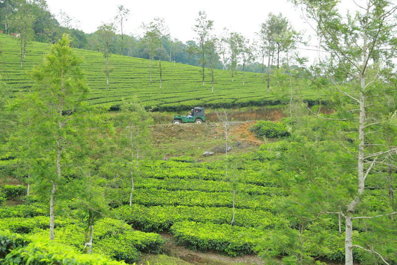 Springdale Heritage, Thekkady, India