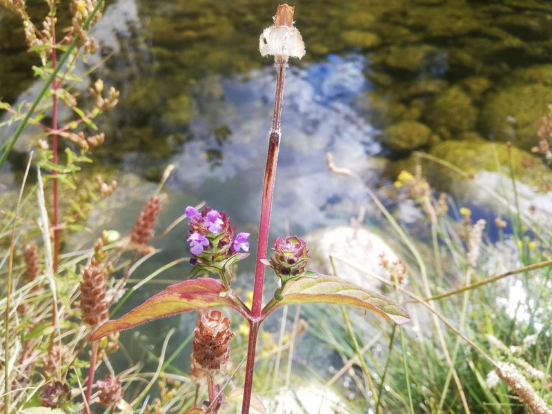 Sambuc'asa - Serra da Estrela, Sabugueiro, Portugal