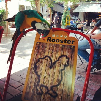 Rooster Suites, Athens, Greece