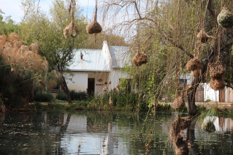 The Olive Thrush Cottage, Prince Albert, South Africa