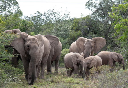 Safari Lodge - Amakhala Game Reserve, Addo, South Africa