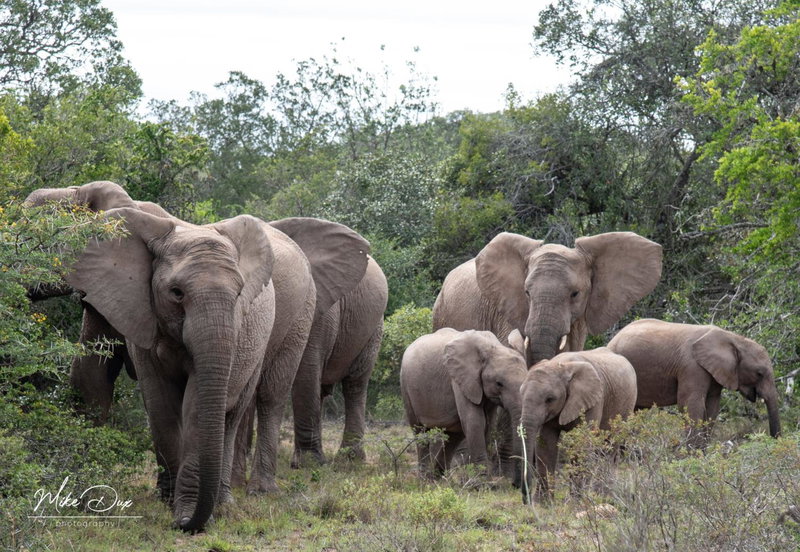 Safari Lodge - Amakhala Game Reserve, Addo, South Africa