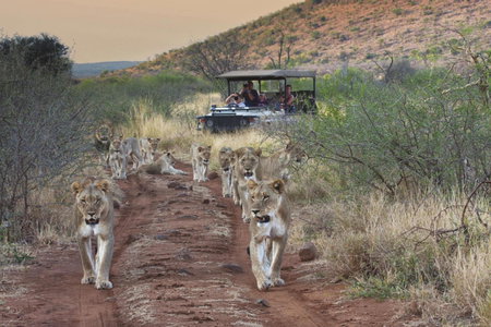 Tuningi Safari Lodge, Madikwe Game Reserve, South Africa