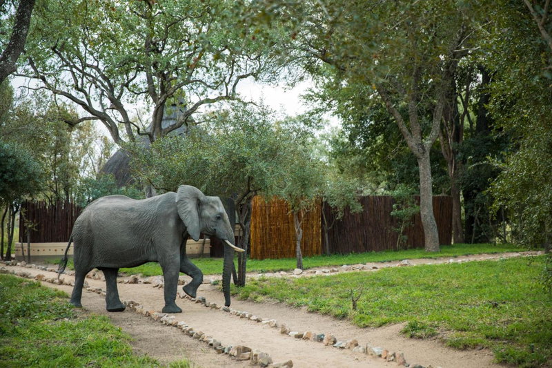 Hoyo Hoyo Safari Lodge, Mluwati Concession, South Africa
