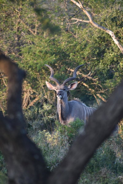 Duiker Game Lodge, Hluhluwe, South Africa