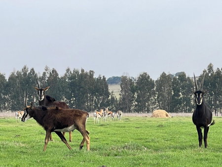 Merino Stal Guest Farm, Ermelo, South Africa