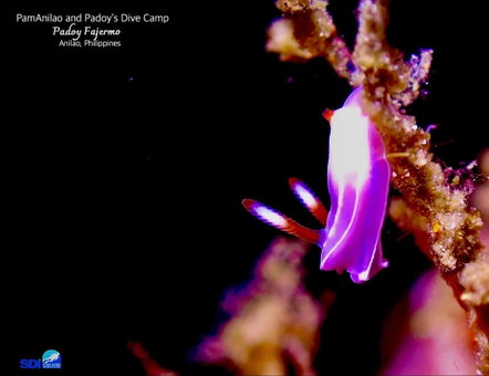 PamAnilao and Padoy's Dive Camp, Batangas City, Philippines