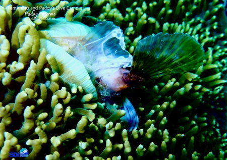 PamAnilao and Padoy's Dive Camp, Batangas City, Philippines