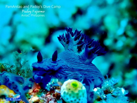 PamAnilao and Padoy's Dive Camp, Batangas City, Philippines