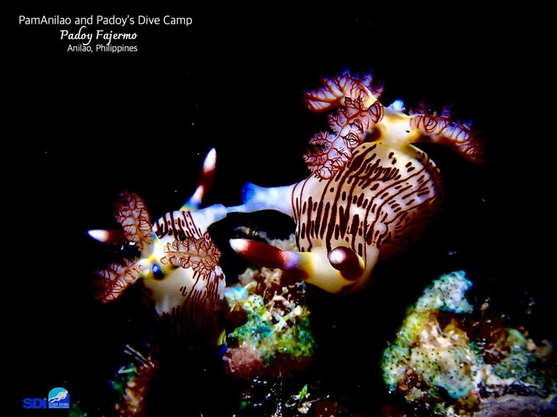 PamAnilao and Padoy's Dive Camp, Batangas City, Philippines
