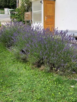 Nid d'abeilles, Tramelan, Switzerland