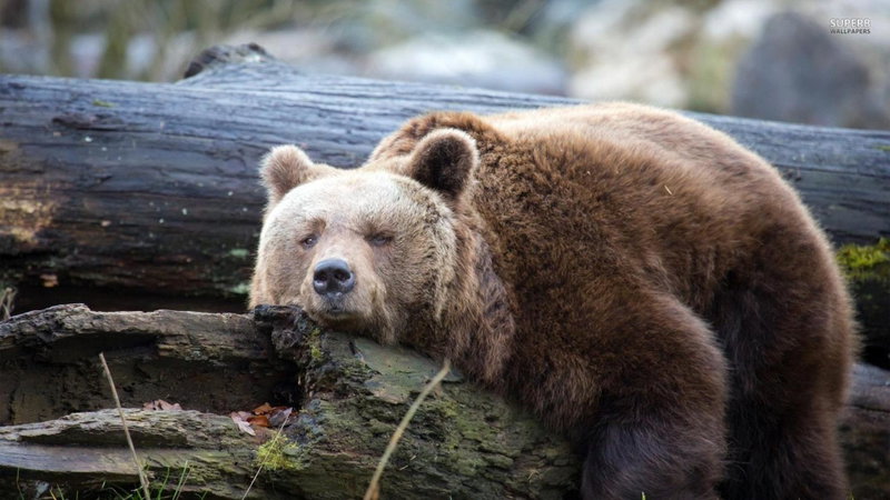 Lazy Bear, Plitvička Jezera, Croatia