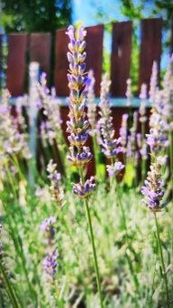 Flóra House 3 minutes from Lake Balaton, Keszthely, Hungary
