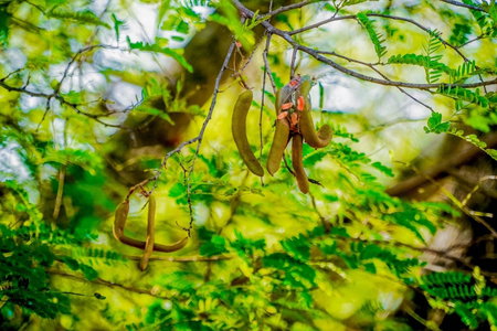 Hotel Tamarind Tree, Tissamaharama, Sri Lanka