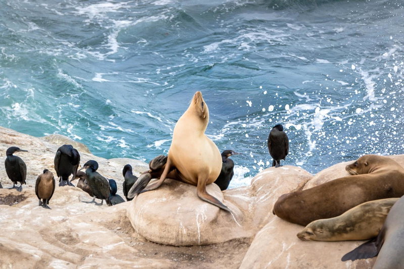 La Jolla Cove Suites, San Diego, United States