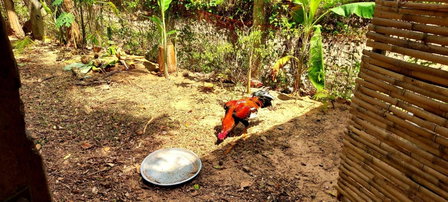 Khwahol Guesthouse, Don Sak, Thailand