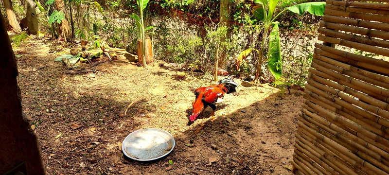 Khwahol Guesthouse, Don Sak, Thailand